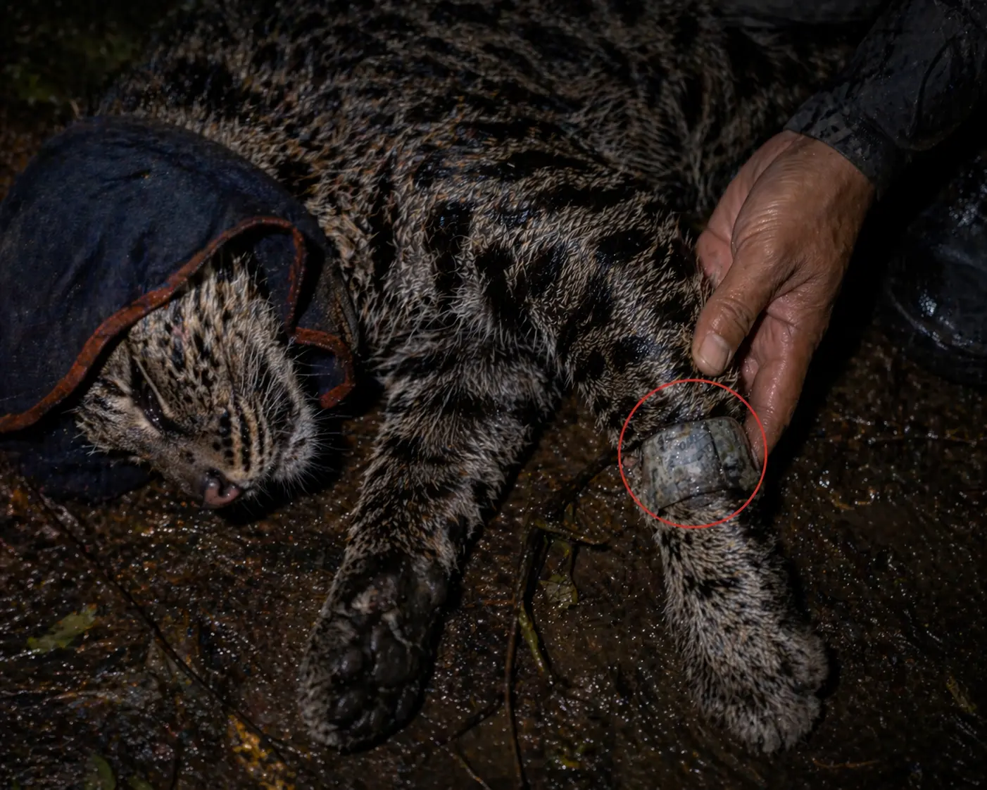 เลขจากแท็ก