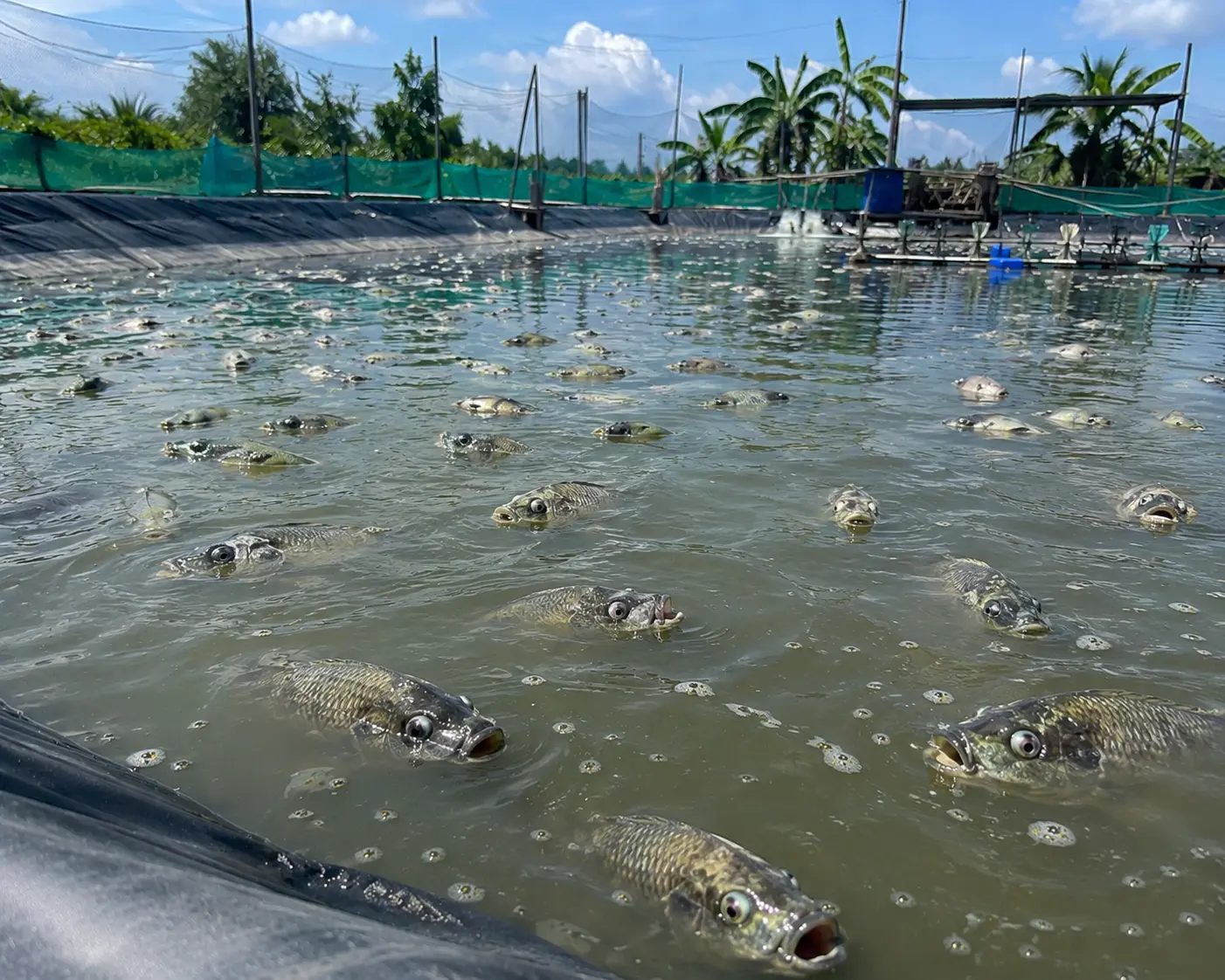ปลาหมอคางดำปัญหาใหญ่ของเกษตรกรเลี้ยงกุ้ง