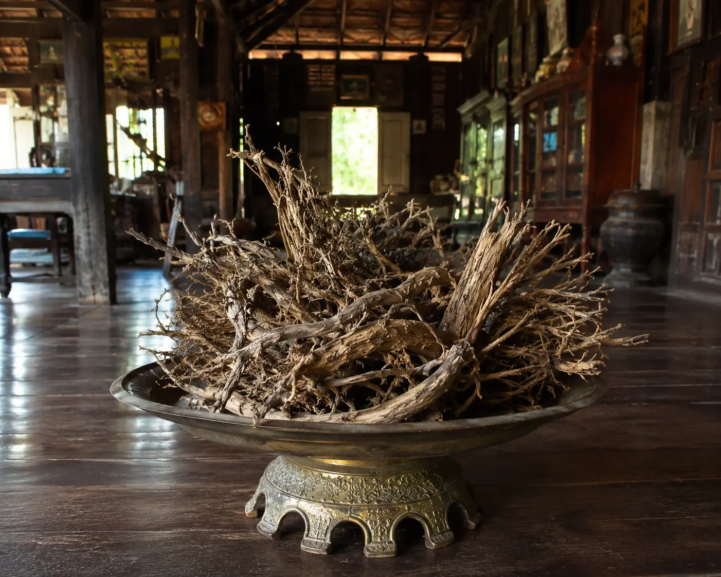 กาฝากให้โชค