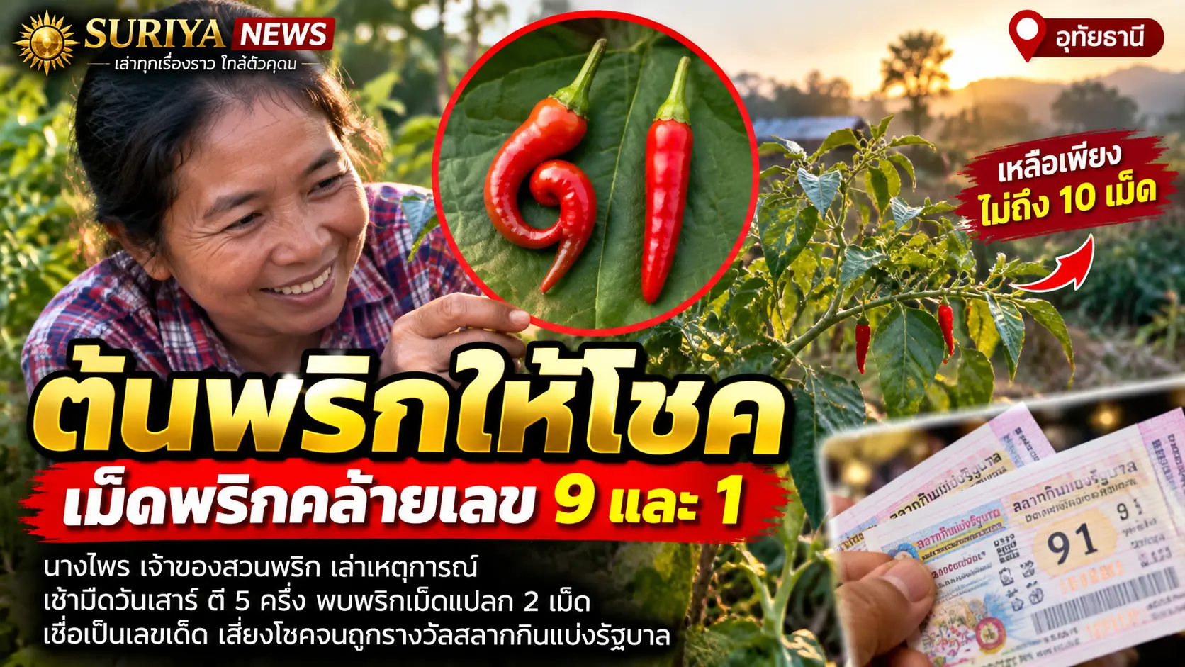 ต้นพริกให้โชค
